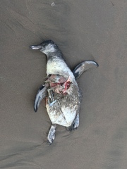 Spheniscus humboldti