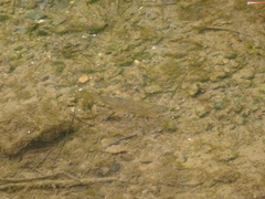 Salmo trutta