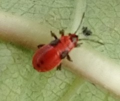 Lygaeus kalmii