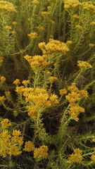 Helichrysum kraussii