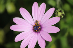 Halictus tripartitus