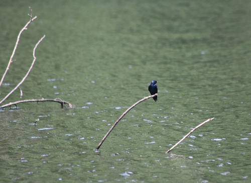 White-bibbed Swallow (Hirundo nigrita), photo 10