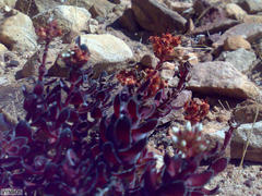 Crassula undulata