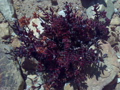 Crassula undulata