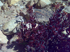Crassula undulata