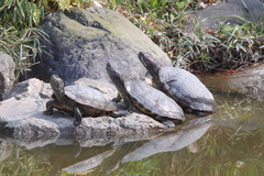 Trachemys scripta elegans