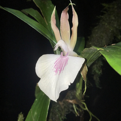 Zygosepalum labiosum