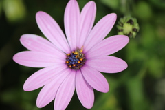 Halictus tripartitus