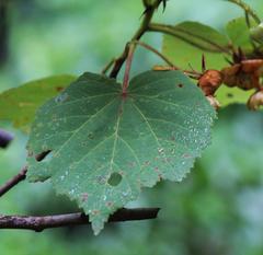 Dombeya pulchra