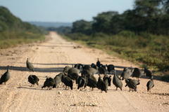 Numida meleagris mitratus