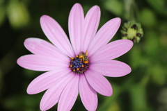 Halictus tripartitus