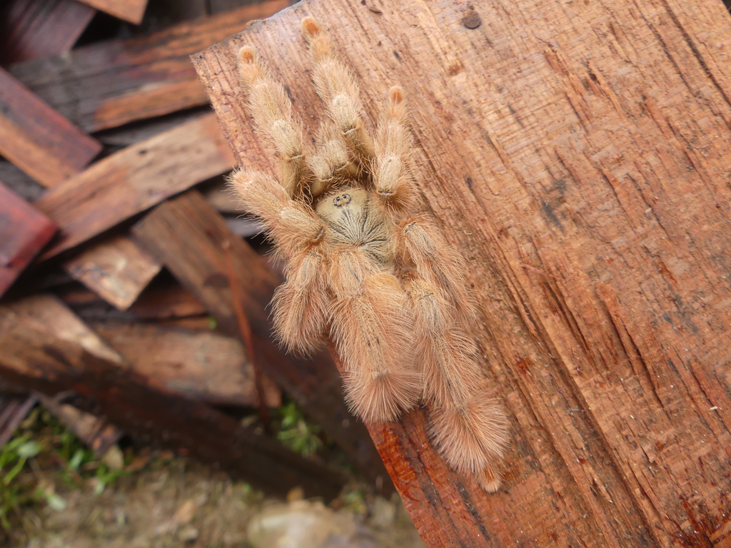Orange Tree Spider