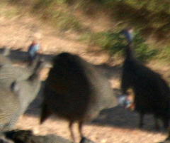 Numida meleagris mitratus