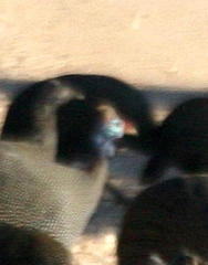 Numida meleagris mitratus