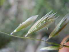 Melica stricta