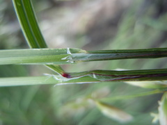 Melica stricta