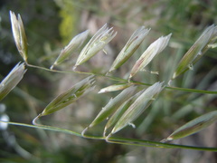 Melica stricta
