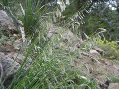 Melica stricta