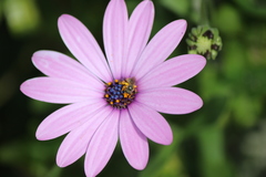 Halictus tripartitus