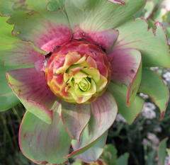 Leucadendron cordatum
