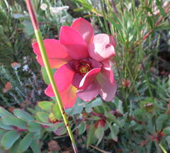 Leucadendron cordatum