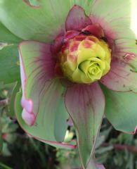 Leucadendron cordatum