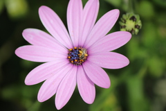 Halictus tripartitus