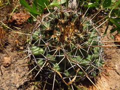 Coryphantha georgii