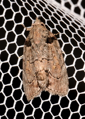 Etanna clopaea