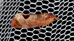 Cryptophlebia ombrodelta