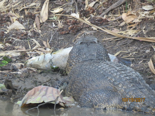 Lates calcarifer