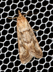 Achyra affinitalis