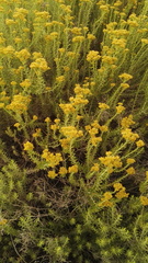 Helichrysum kraussii