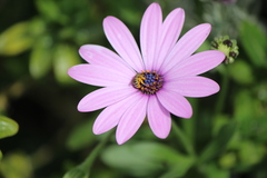 Halictus tripartitus