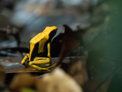 Dendrobates tinctorius