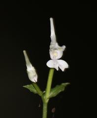 Disperis anthoceros