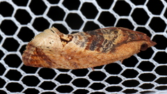 Cryptophlebia ombrodelta