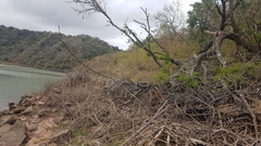 Vachellia robusta clavigera