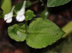 Disperis anthoceros