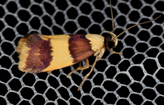 Telecrates laetiorella