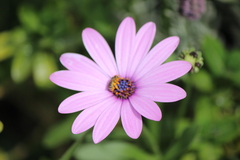 Halictus tripartitus