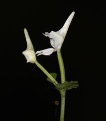 Disperis anthoceros