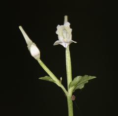 Disperis anthoceros