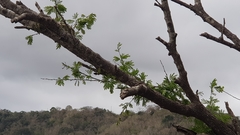 Vachellia robusta clavigera