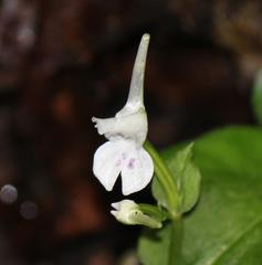 Disperis anthoceros