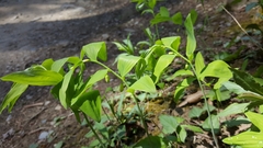 Polygonatum