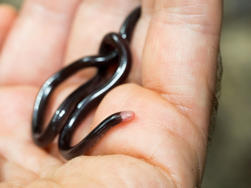 Trinidad Blind Snake