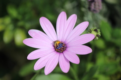 Halictus tripartitus