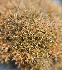 Eucladium verticillatum