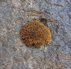 Eucladium verticillatum